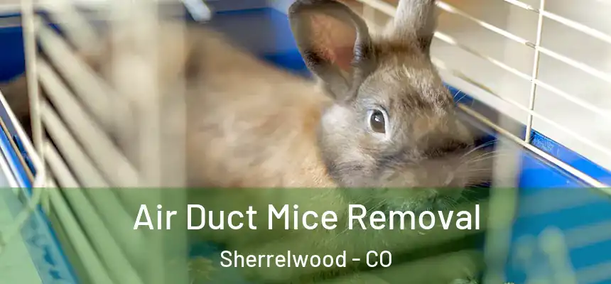  Air Duct Mice Removal Sherrelwood - CO